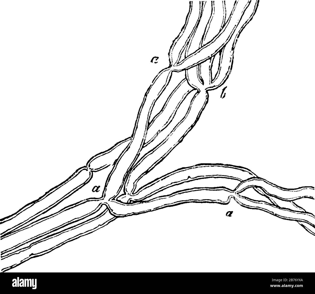 Petite branche d'un nerf musculaire de la grenouille, près de son arrêt,  montrant la division des fibres, montrant, a, en deux et b, en trois,  vintage li Image Vectorielle Stock - Alamy