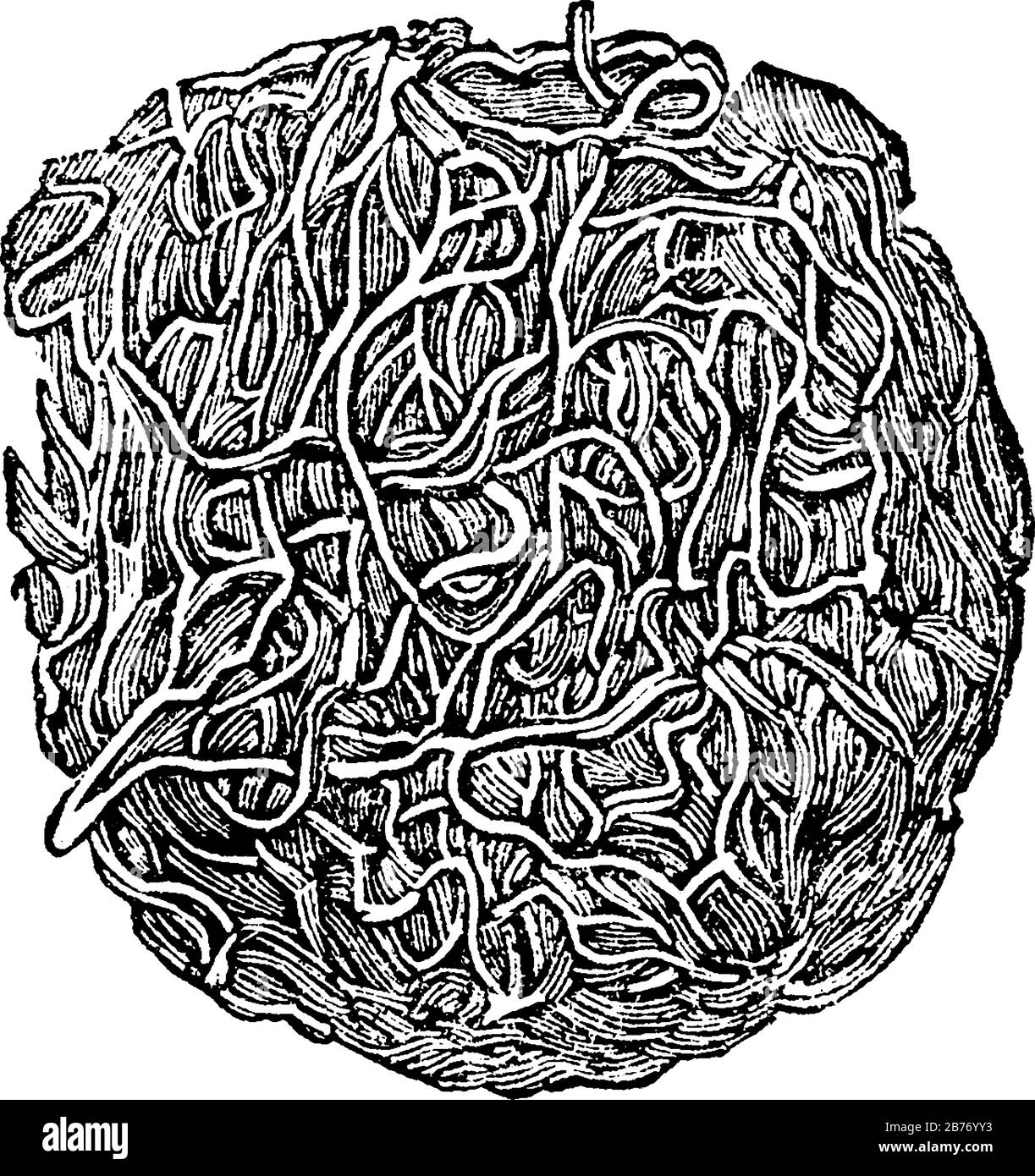 Une partie de la fibrine, montrant sa structure fibreuse et l'arrangement de réseau de ses fibres, en peu de temps après que le sang est pris du corps, vint Illustration de Vecteur