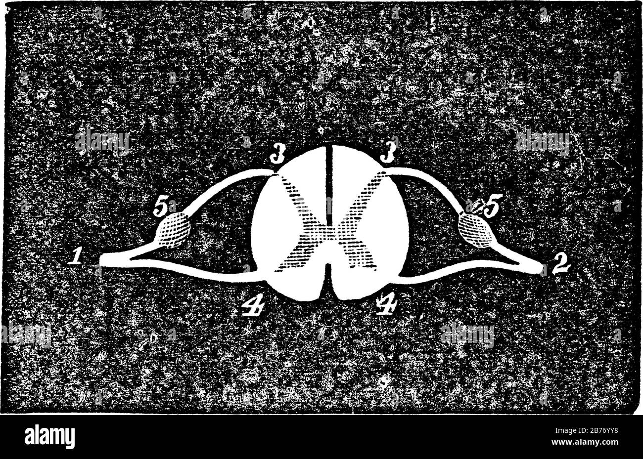 Étiquettes : 1, 2, nerfs Spinaux. 3, origine de la racine postérieure. 4, origine de la racine antérieure avec le commutateur ou le pont. 5, Ganglion de la racine postérieure, vin Illustration de Vecteur