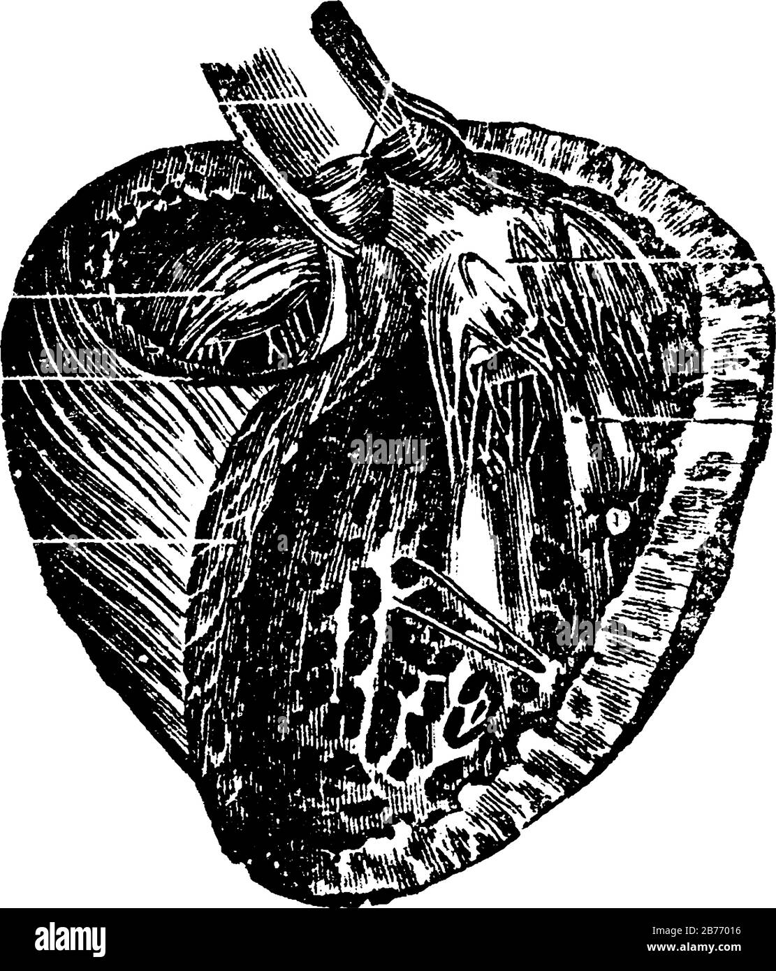 Vue des trois quarts du ventricule gauche après avoir retiré les murs avant, elle affiche trois images de coeur en lui, dessin de lignes anciennes ou gravure Illustration de Vecteur