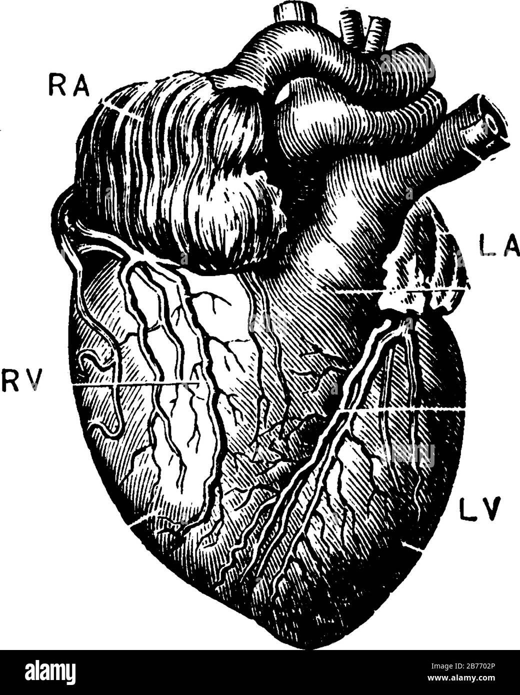 Représentation typique du cœur, avec les parties marquées RA, auricule droite; RV; ventricule droit; LA, auricule gauche; LV, ventricule gauche, vintage Illustration de Vecteur