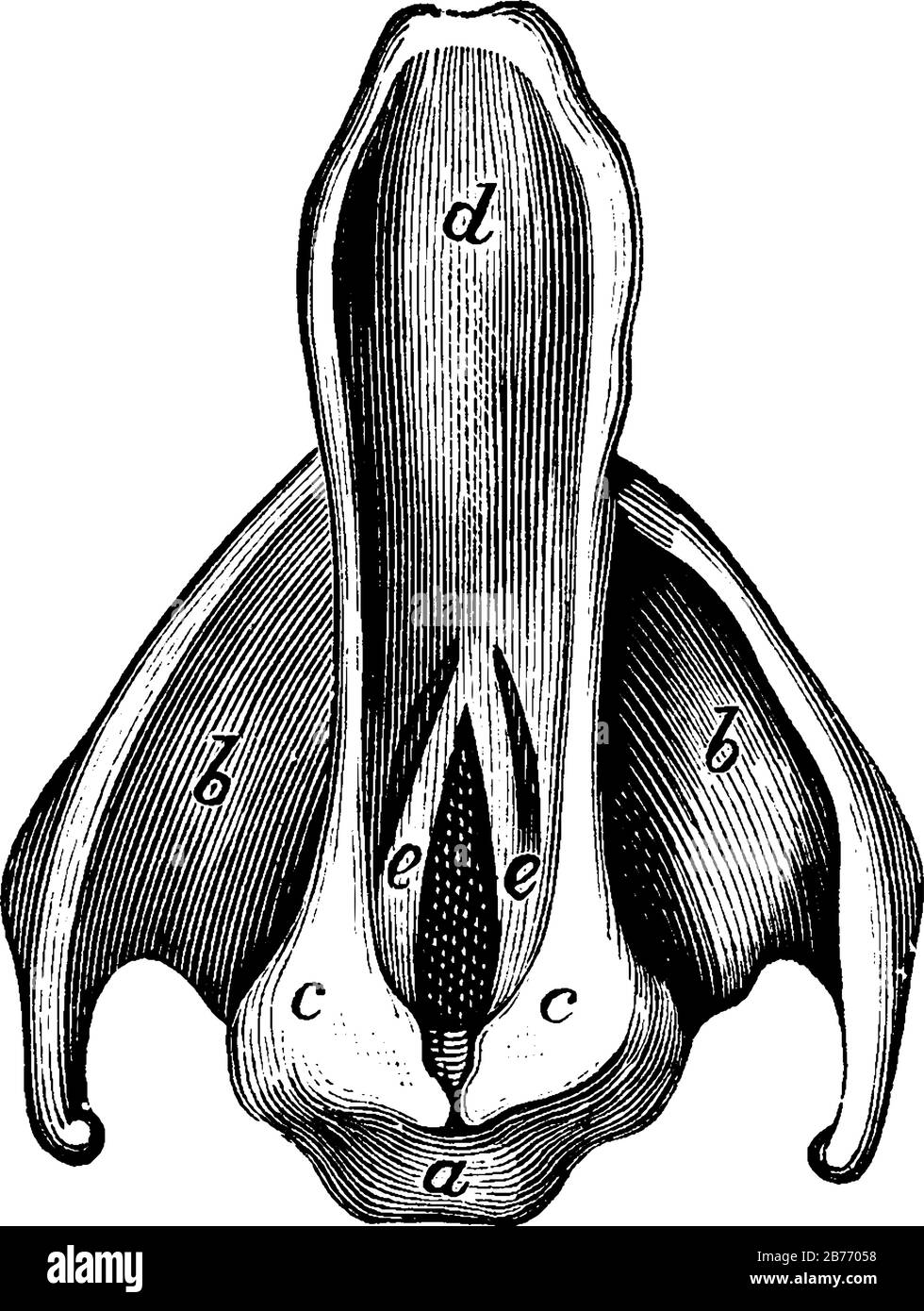 Représente l'épiglotte et les cordes vocales, avec les parties étiquetées e, les cordes vocales; d, l'épiglotte, le dessin vintage de ligne ou la gravure illustrat Illustration de Vecteur