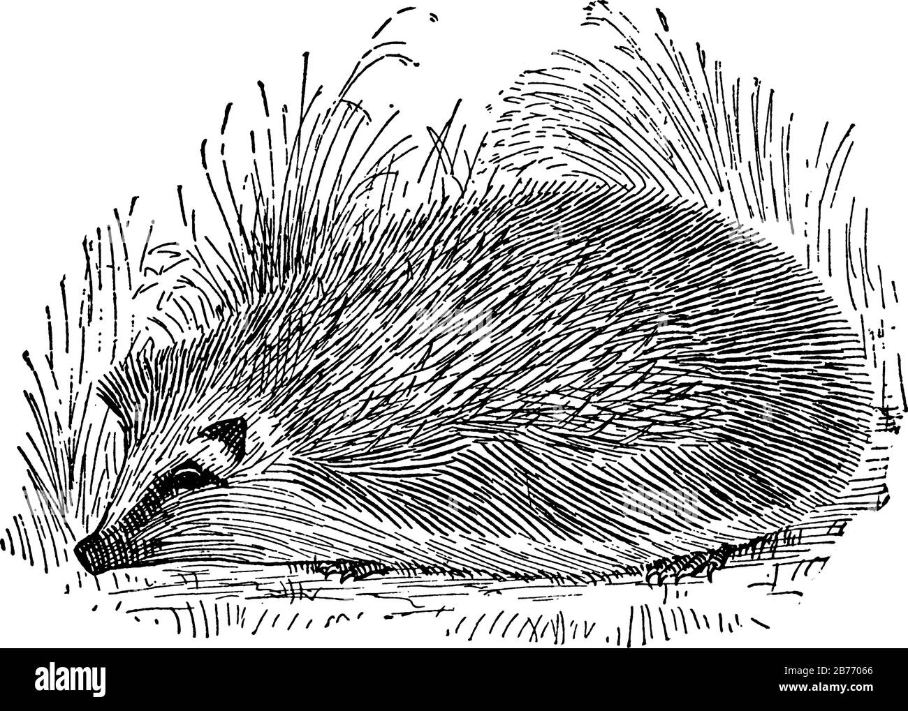 Un petit rongeur européen et asiatique a des frissons sur le dos et peut se lancer dans une balle, il montre trois images de crabe hermite en elle, dessin de ligne vintage Illustration de Vecteur