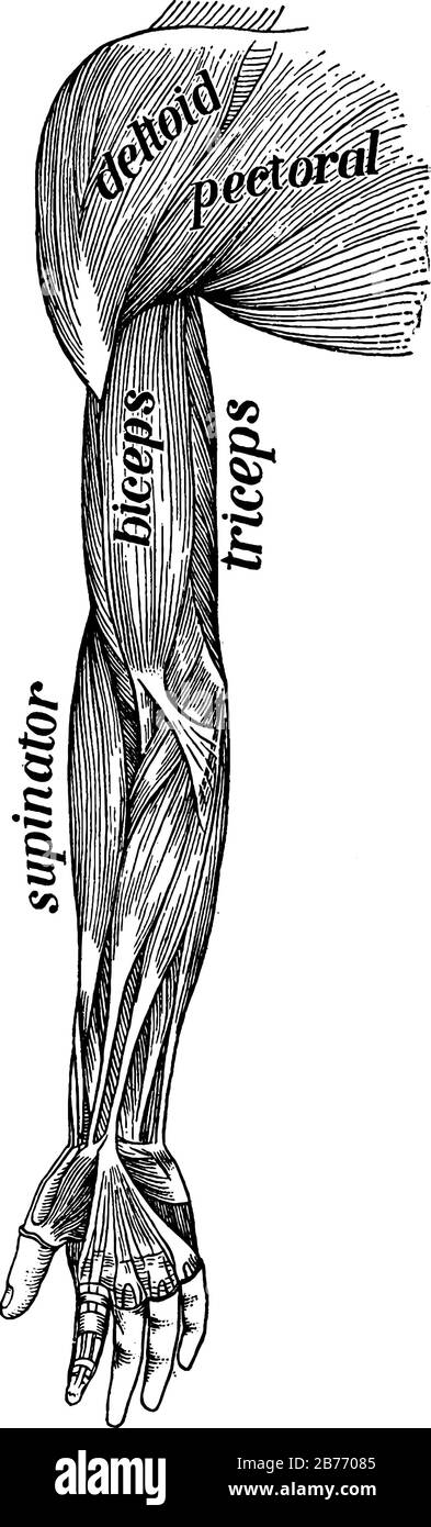 Représentation typique des muscles sur le devant du bras, du supinateur, des biceps, des triceps, du déhoid et du pectoral, dessin de ligne vintage ou gravure il Illustration de Vecteur