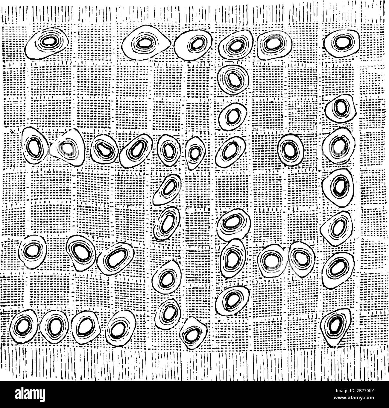 Fibrocartilage blanc d'un ligament intervertébral. Il se compose d'un mélange de tissu fibreux blanc et de tissu cartilagineux dans diverses proportions Illustration de Vecteur