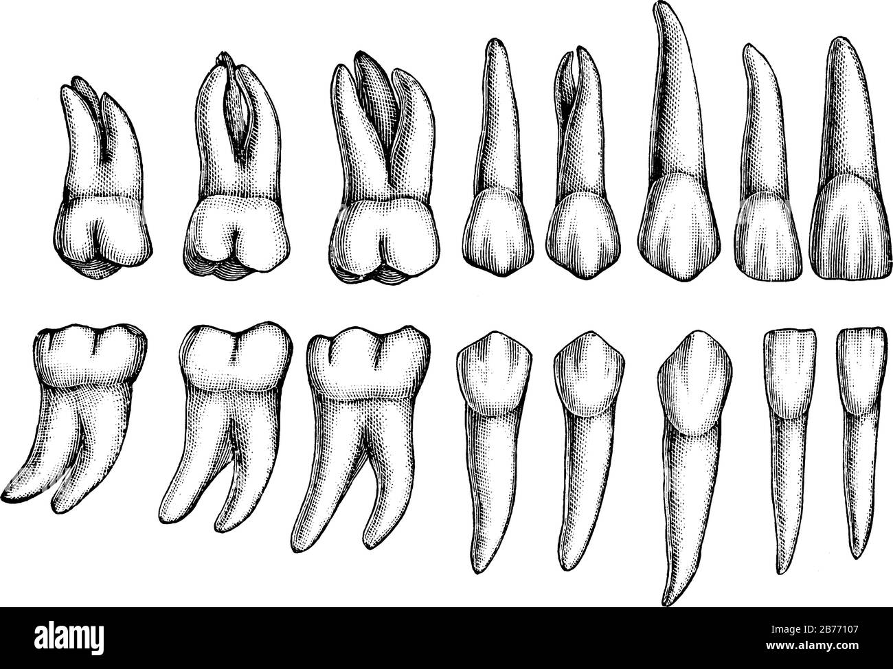 Seize dents permanentes de type différent sont illustrées, ces dents remplacent les dents temporaires, le dessin vintage ou l'illustration de gravure. Illustration de Vecteur
