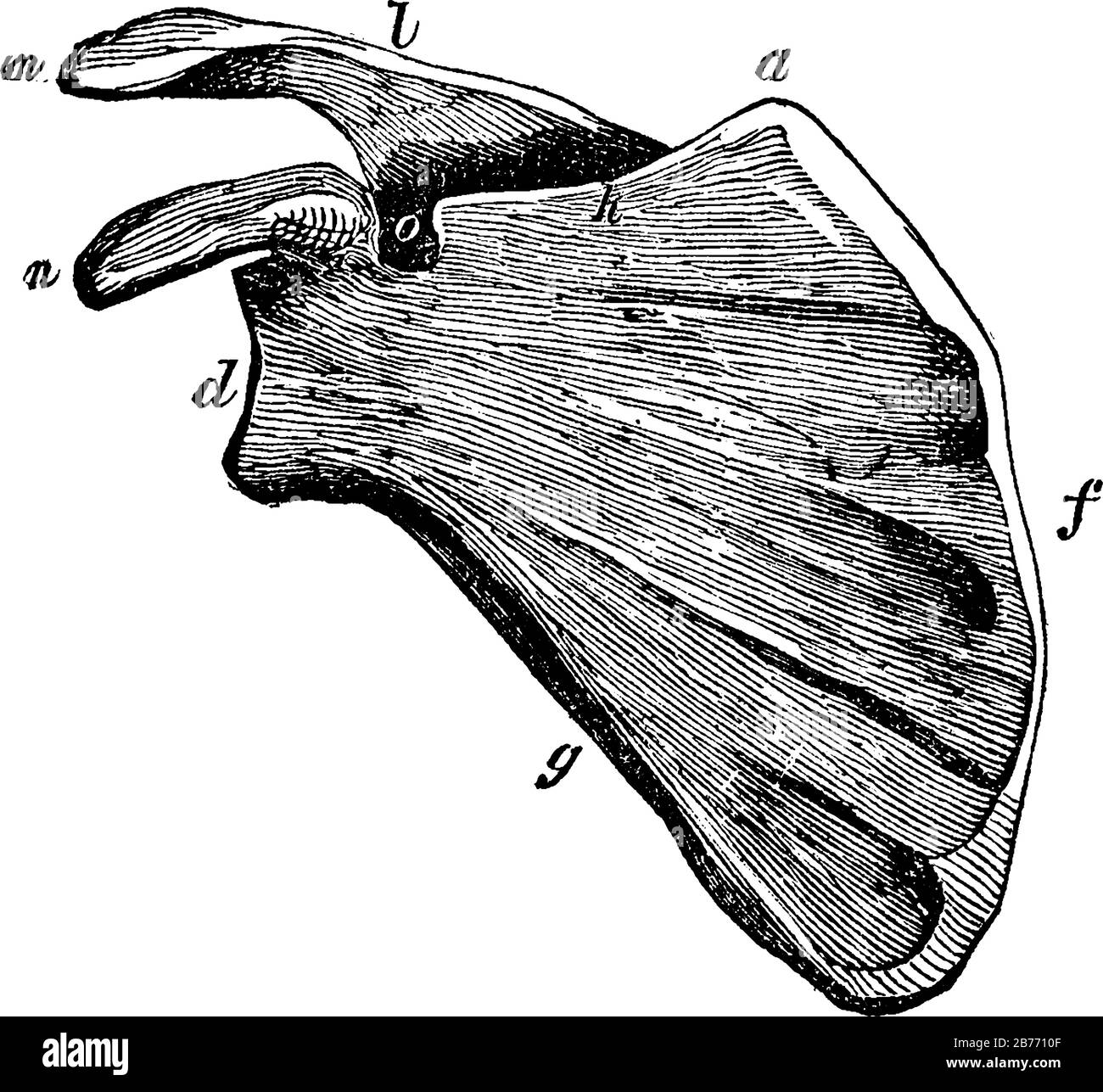 Scapula. Étiquettes: A, angle supérieur; d, cavité gloïde, ou prise pour la tête ronde de l'os du bras; m, le processus aeromion; n, le traitement caracoide Illustration de Vecteur