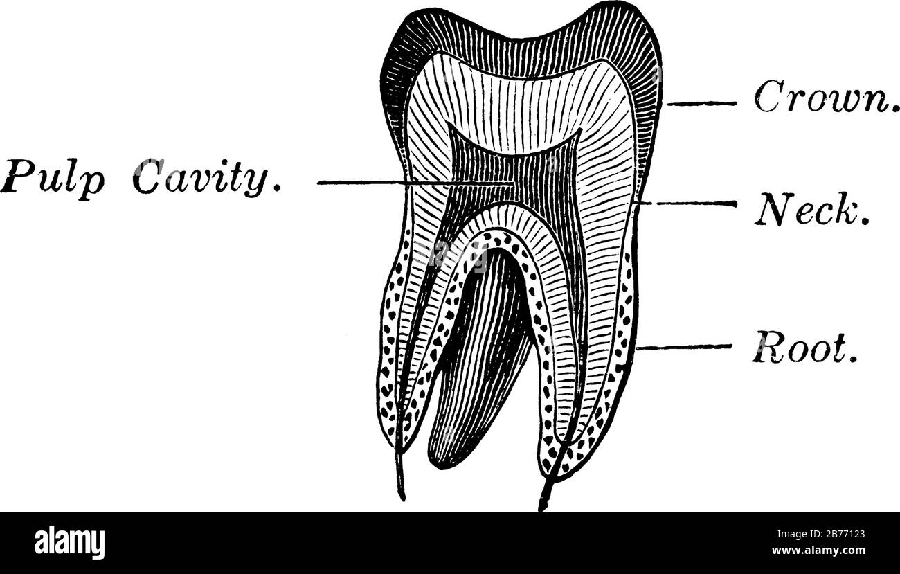 Section verticale d'un Molar, les dents molaires sont de grandes dents plates situées à l'arrière de la bouche, dessin de ligne vintage ou illustration de gravure. Illustration de Vecteur