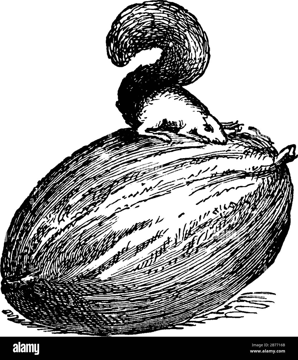 Un totem d'écureuil au-dessus d'un gros écrou, c'est la représentation de la tribu des Sioux des Américains autochtones, dessin de ligne vintage ou illustration de gravure. Illustration de Vecteur