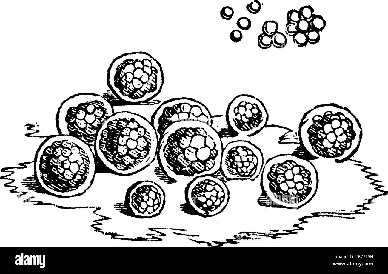 Apparaît sur la surface de la neige, entordant de vastes étendues dans les régions arctiques ou parmi les Alpes, dans un court espace de temps, avec un cramoisi profond, vin Illustration de Vecteur