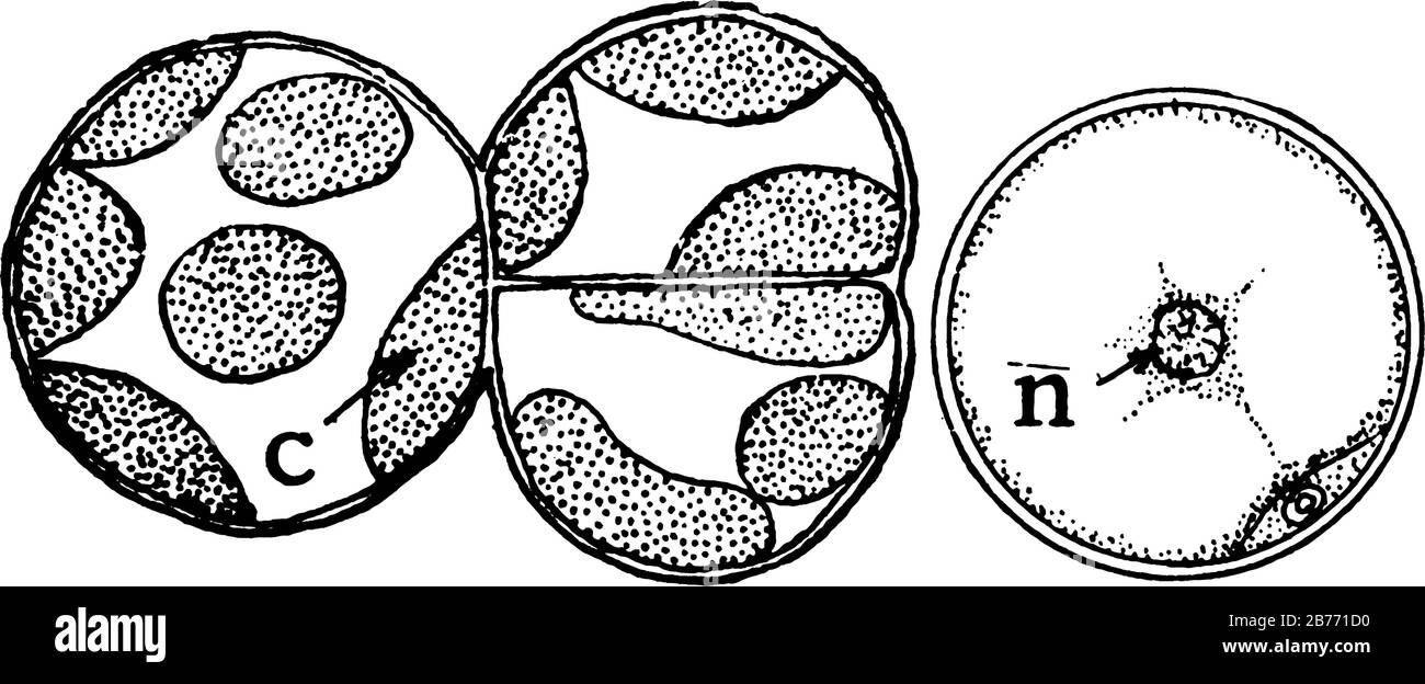 Des algues vertes sont fournies avec des parois cellulaires qui les protègent contre une perte excessive d'eau. On le voit ici, un Pleurococcus, avec chloroplaste à c Illustration de Vecteur