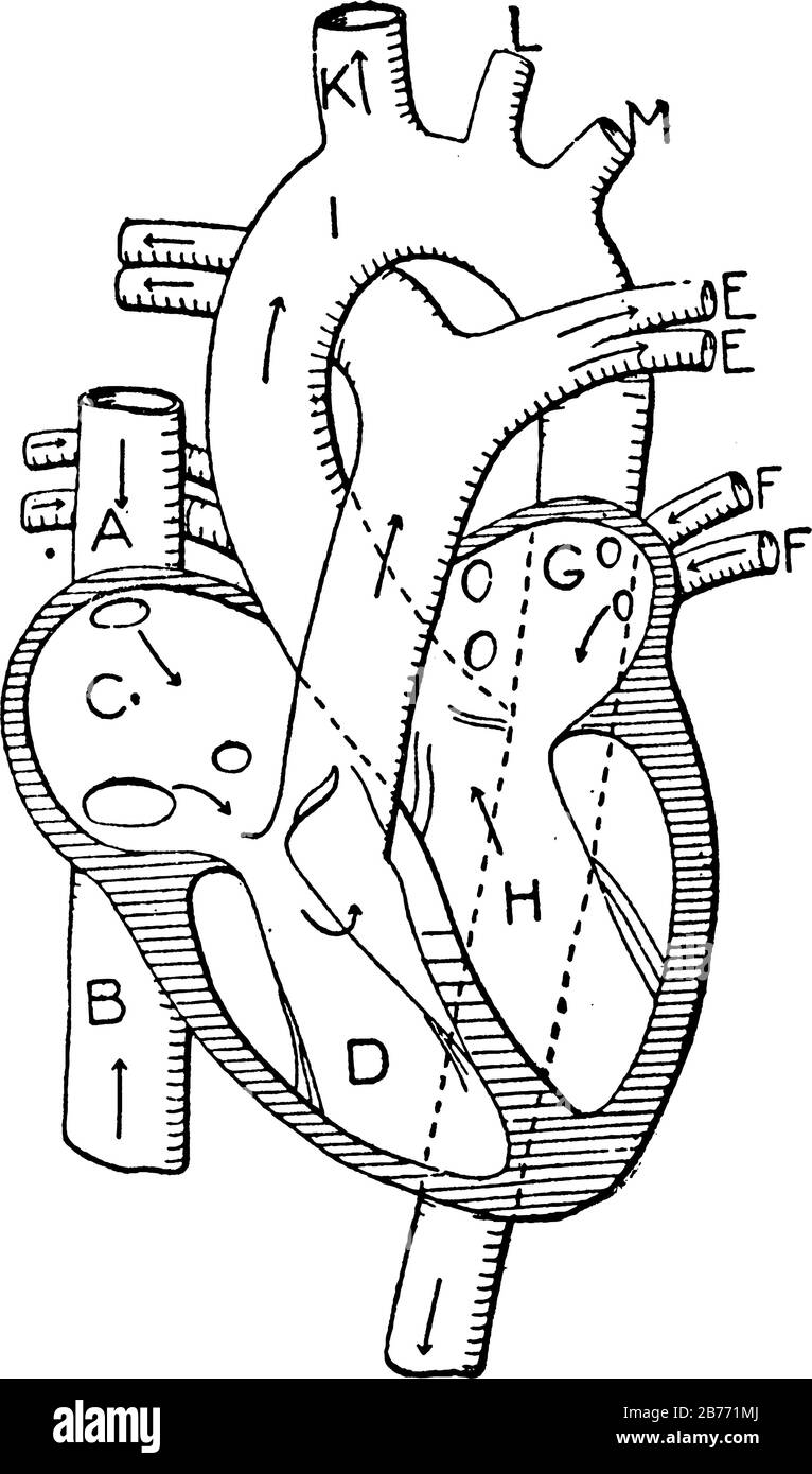 Vaisseaux cardiaques et sanguins: A, B, cavae supérieur et inférieur; C, auricule droit; D, ventricule droit; E, E, artère pulmonaire et branches; F, F, pul Illustration de Vecteur