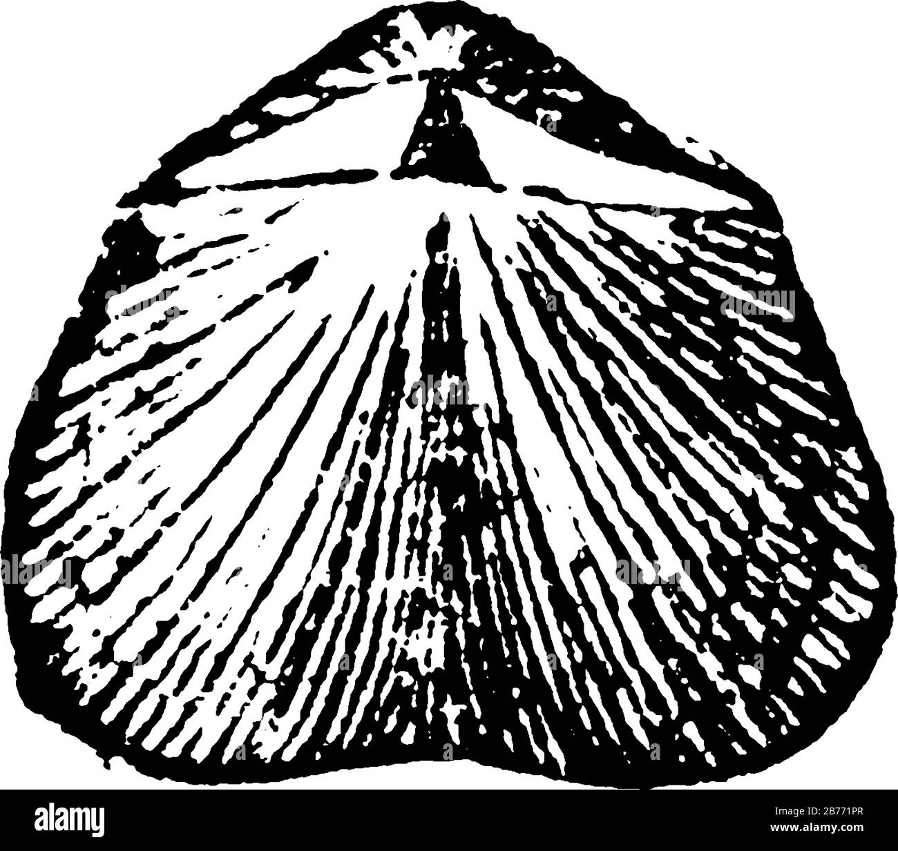 c'est l'image de ce mollusque de l'époque ancienne, ayant deux formes similaires de part et d'autre, dessin ou gravure de ligne vintage Illustration de Vecteur