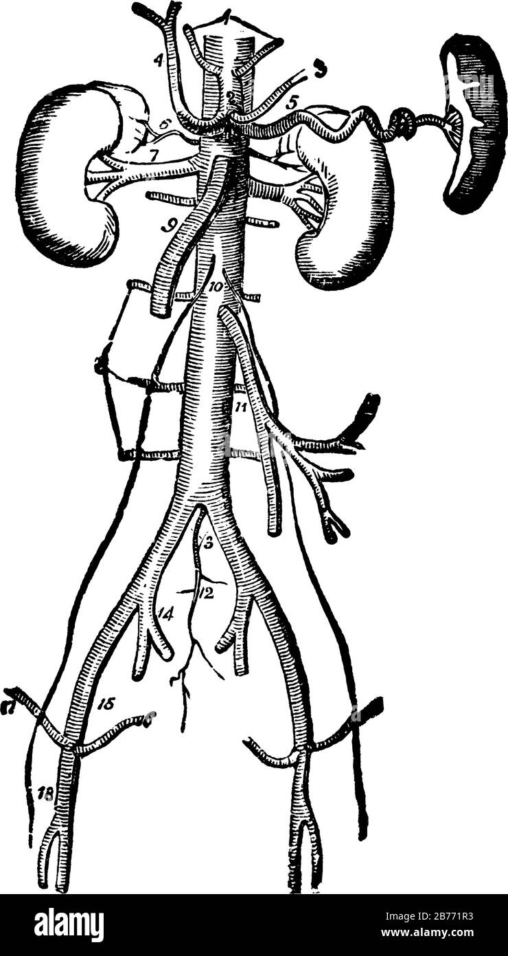 Artères principales du corps. Les reins et la rate sont également montrés avec leurs artères respectives, il montre trois tailles différentes d'images en elle, vinta Illustration de Vecteur