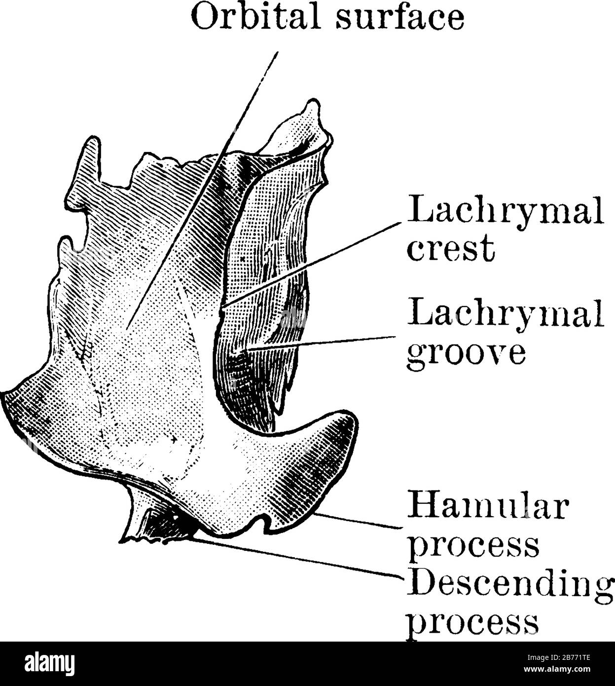 L'os lacrymal est un petit os qui fait partie de la douille de l'œil. Il se compose D'Un Appareil Lacrymal qui est responsable de la production et du drainage de Illustration de Vecteur L'os lacrymal est un petit os qui fait partie de la douille de l'œil. Il se compose D'Un Appareil Lacrymal qui est responsable de la production et du drainage de Illustration de Vecteur