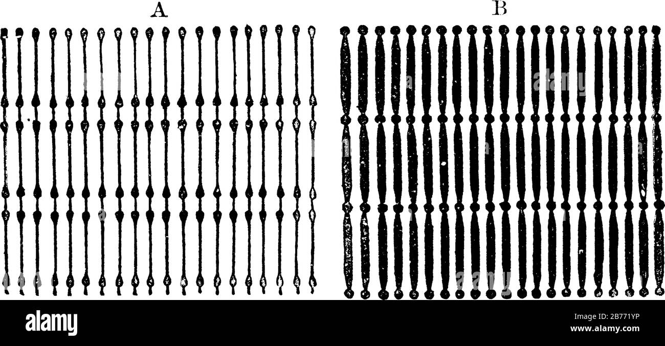 Diagramme de l'apparence dans la fibre de muscle frais. (A), à faible concentration (B), les colonnes musculaires apparaissent sombres et en ligne avec les granules, le sarcoplasme Illustration de Vecteur