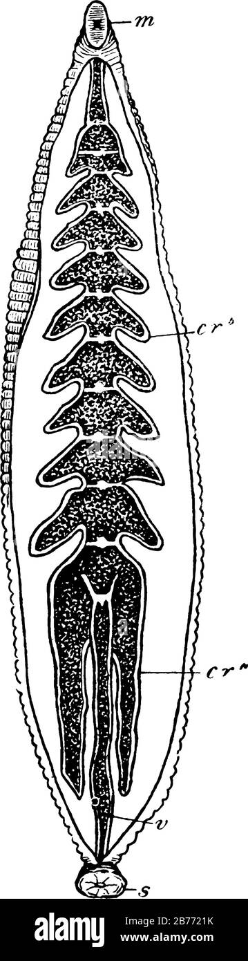 Représente le système alimentaire de la Leech, m, Bouche ; 6, sixième poche de récolte ; 11, dernière poche de récolte ; v, rectum et s, suceur postérieur, ligne d vintage Illustration de Vecteur Représente le système alimentaire de la Leech, m, Bouche ; 6, sixième poche de récolte ; 11, dernière poche de récolte ; v, rectum et s, suceur postérieur, ligne d vintage Illustration de Vecteur