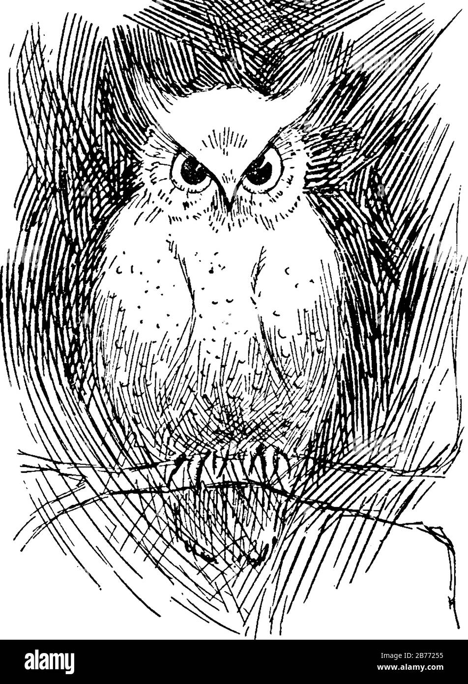 L'image montre un hibou disant, comment ils ont fait que le désir horrible est arrivé vrai!, perché sur les branches de l'arbre, dessin vintage de ligne ou gravure il Illustration de Vecteur
