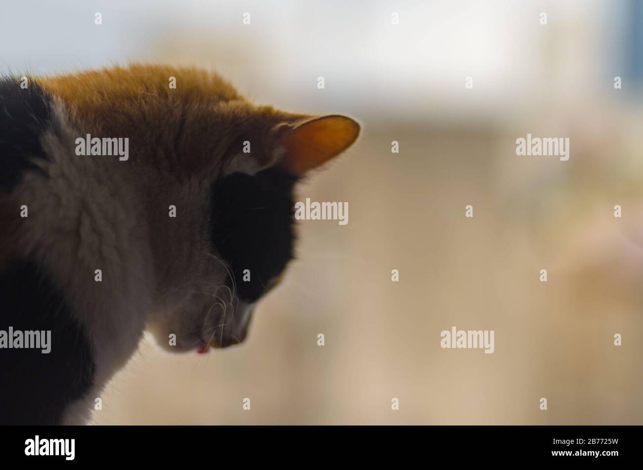 Bout De La Langue Banque D Image Et Photos Alamy
