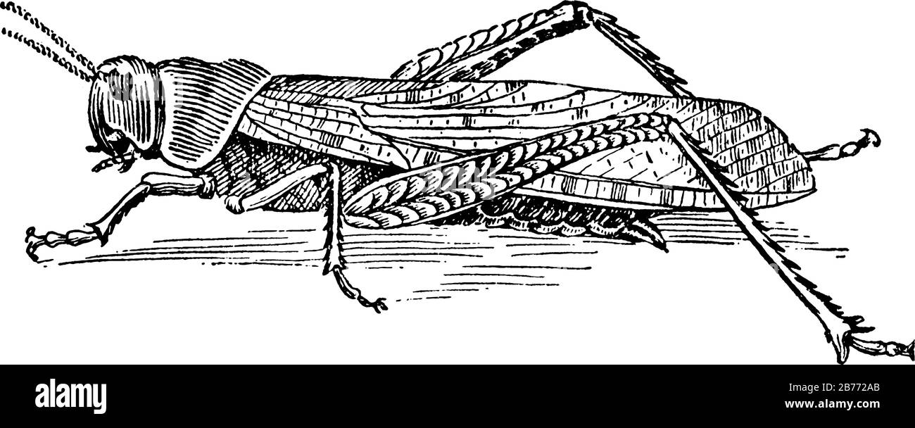Sauterelle : un insecte qui utilise ses grandes pattes arrière pour sauter haut. Il montre les trois images dans la taille différente de Grasshopper dedans, la ligne vintage dra Illustration de Vecteur