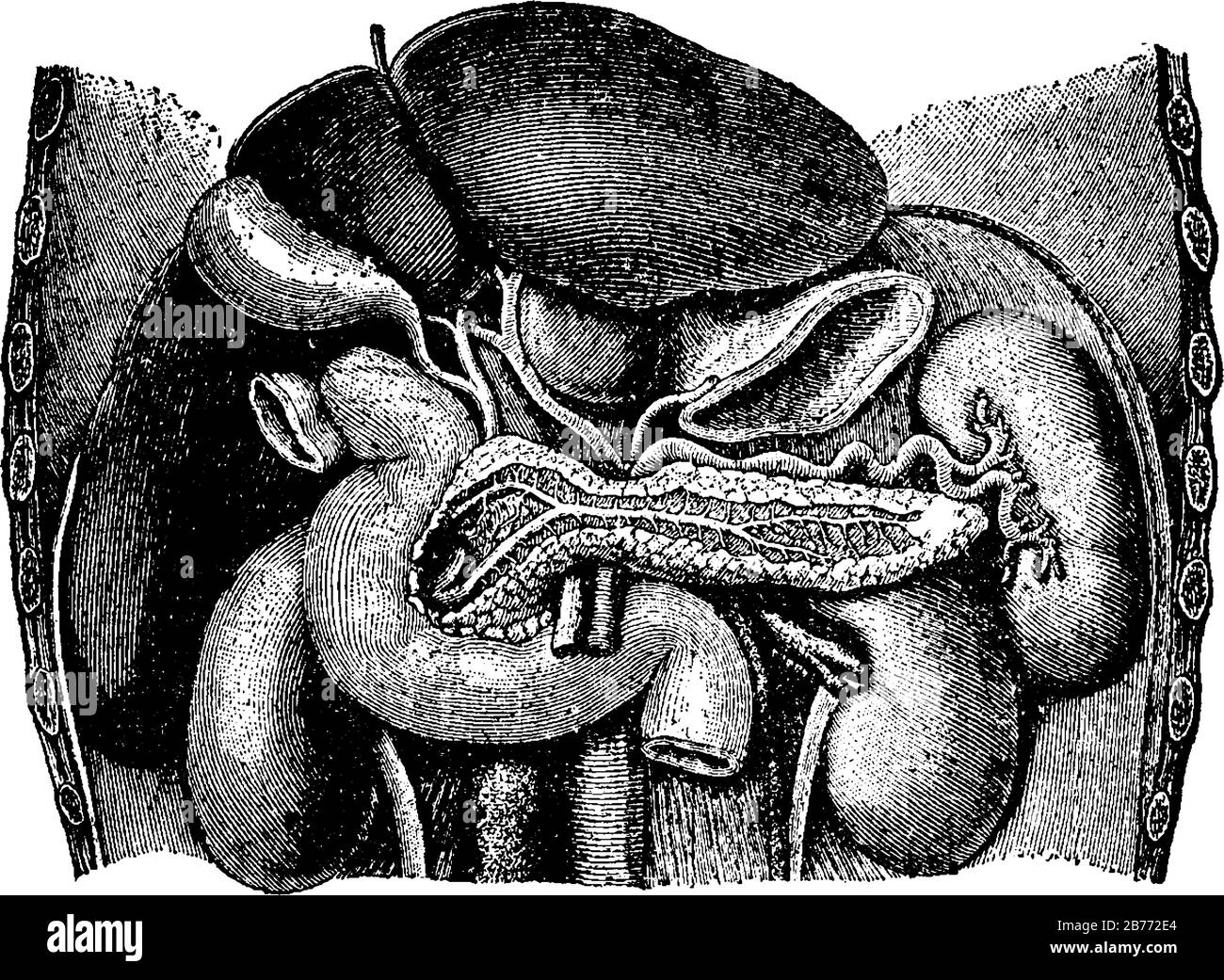 Figure de la structure interne des organes abdominaux, il contient tous les organes digestifs, y compris l'estomac, les petits et grands intestins, la pancréatique Illustration de Vecteur