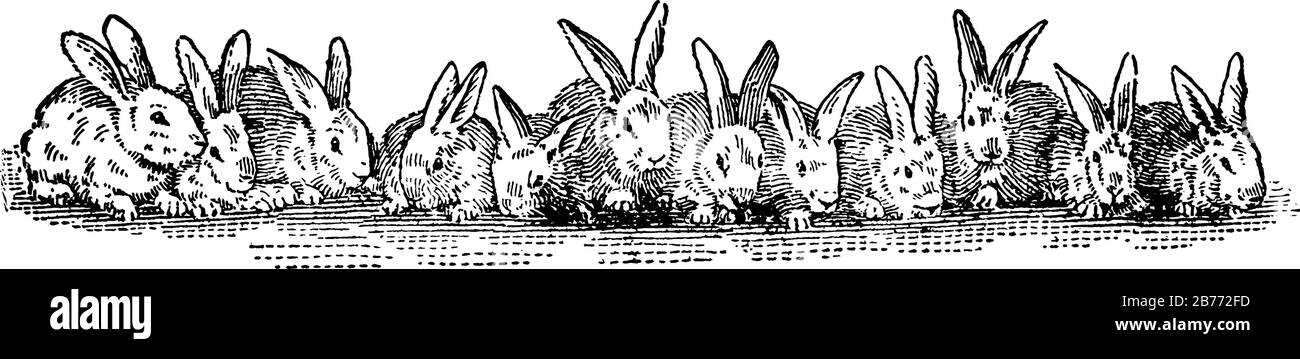 Douze lapins assis dans une rangée, il montre trois tailles différentes d'images en elle, dessin vintage de ligne ou gravure Illustration de Vecteur