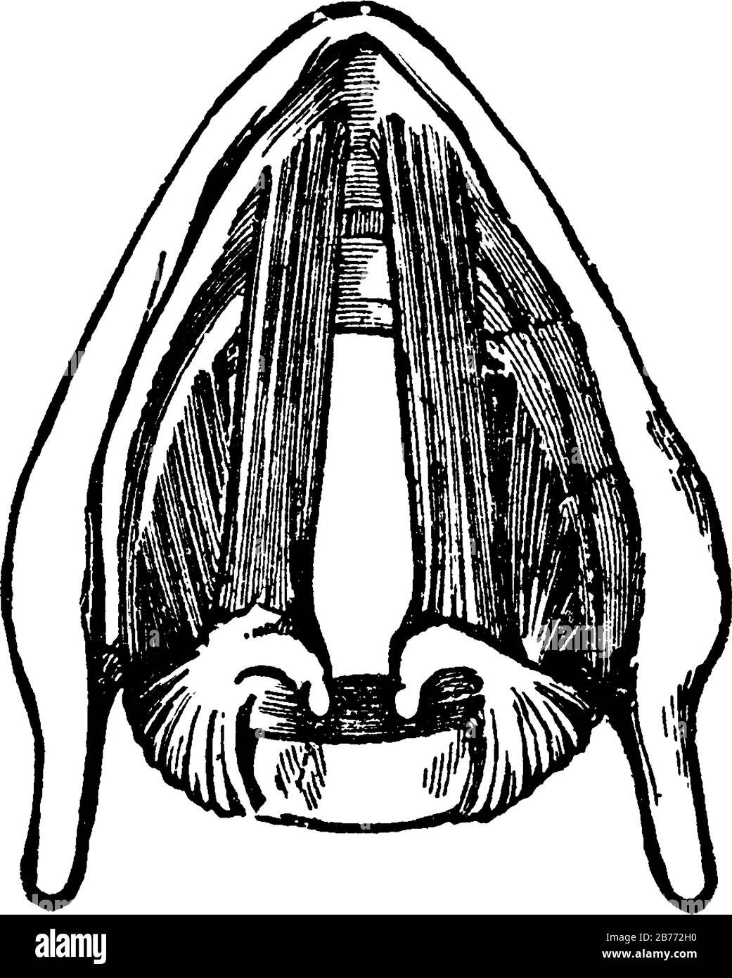 Muscles du larynx, il montre les trois dimensions différentes des images init, vintage dessin de ligne ou gravure Illustration de Vecteur