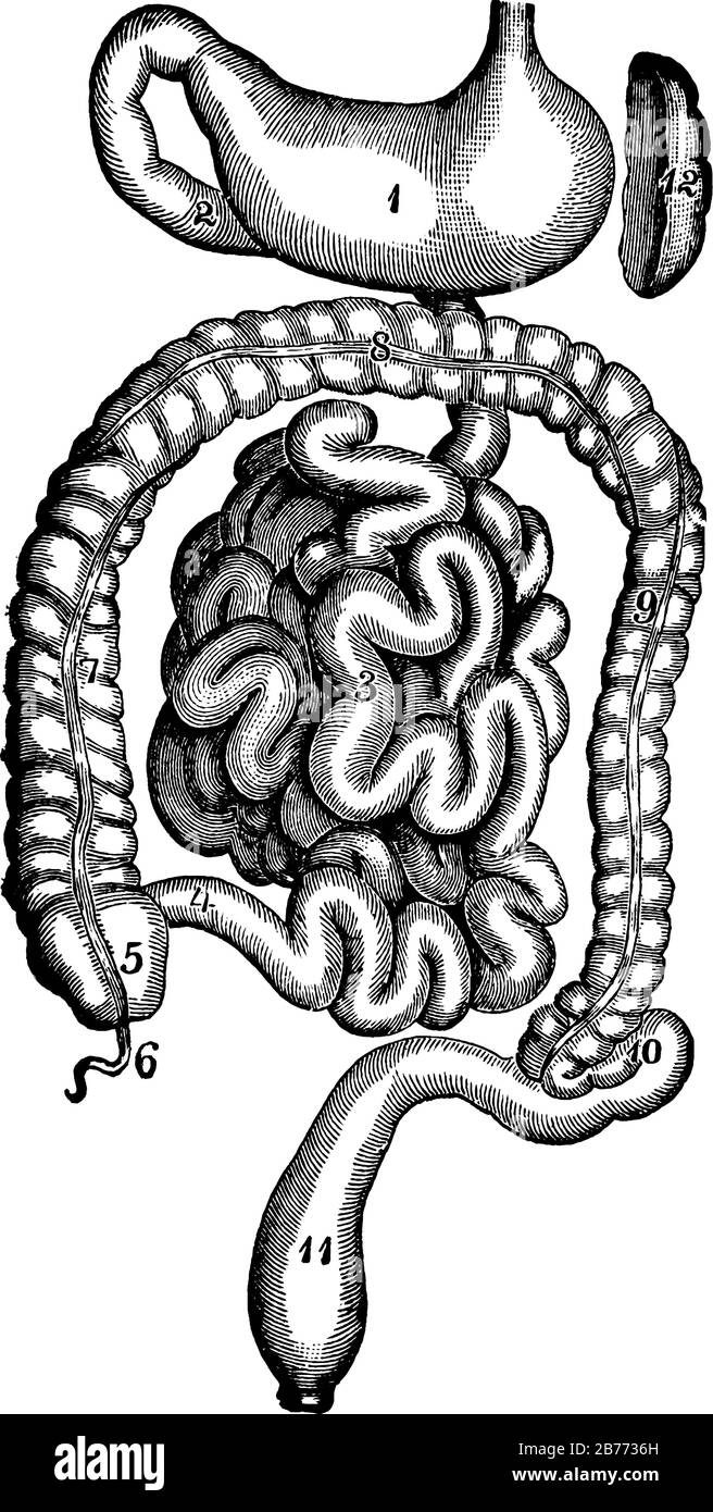 L'estomac et les intestins, avec les parties, 1, l'estomac; 5, 7, 8, 9, 10, 11, gros intestin; 3, petit intestin; 12, rate; et autre, ligne d vintage Illustration de Vecteur