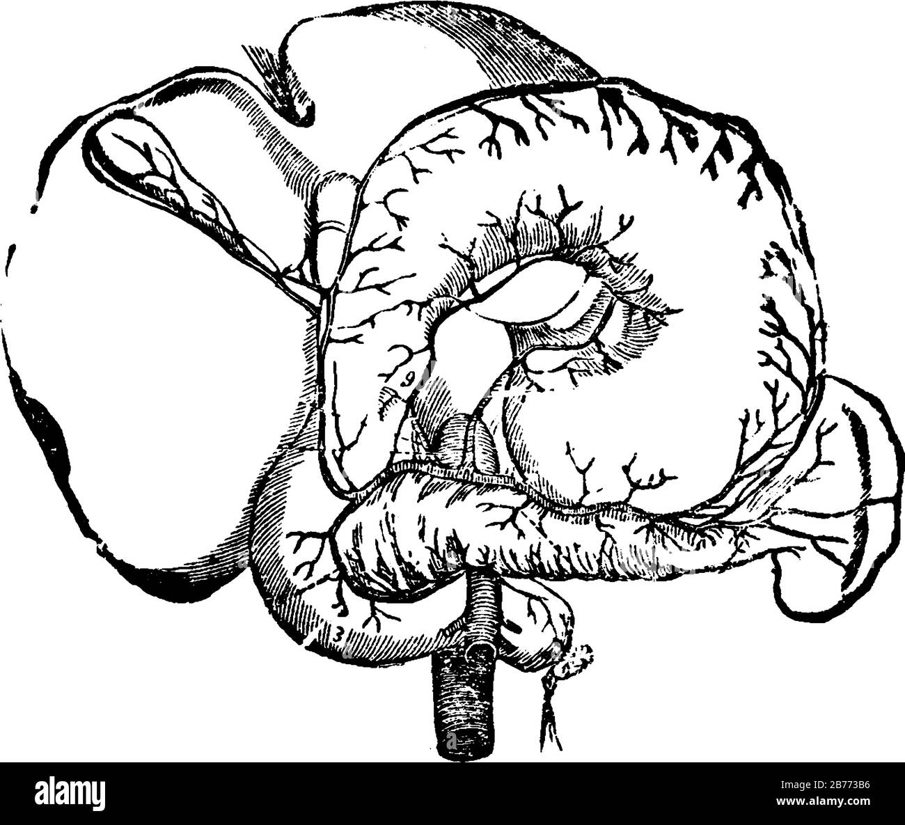 Artères des organes abdominaux, il montre trois images différentes des artères des organes abdominaux Artères des organsArteries abdominales du Illustration de Vecteur