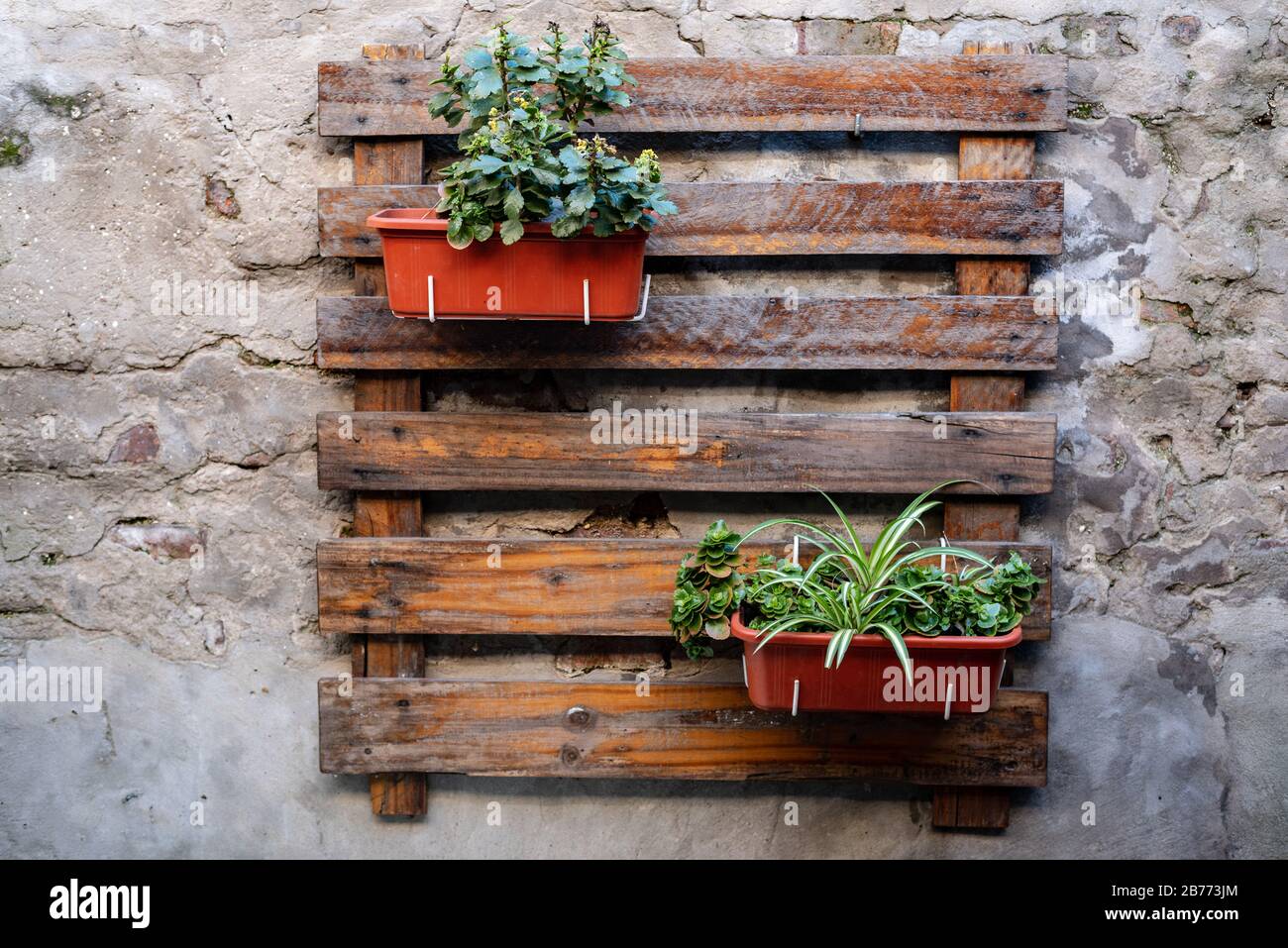 Plantes verticales jardin suspendu sur une palette en bois avec un mur de ciment à l'arrière Banque D'Images