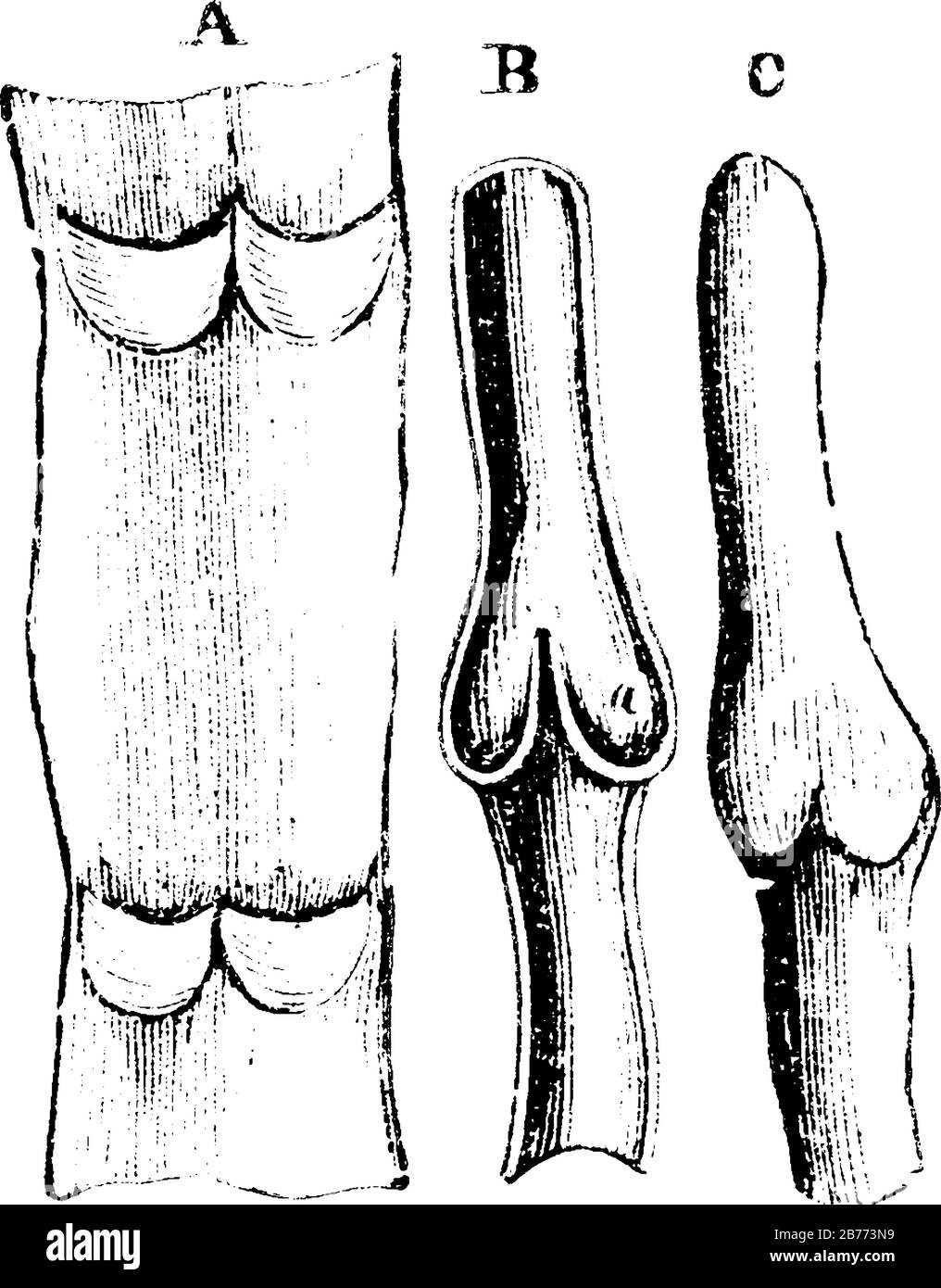 Étiquettes: A, une partie d'une veine posée ouverte et étendue avec deux paires de valves; B, section longitudinale d'une veine; C, partie d'une veine distandée, vintag Illustration de Vecteur