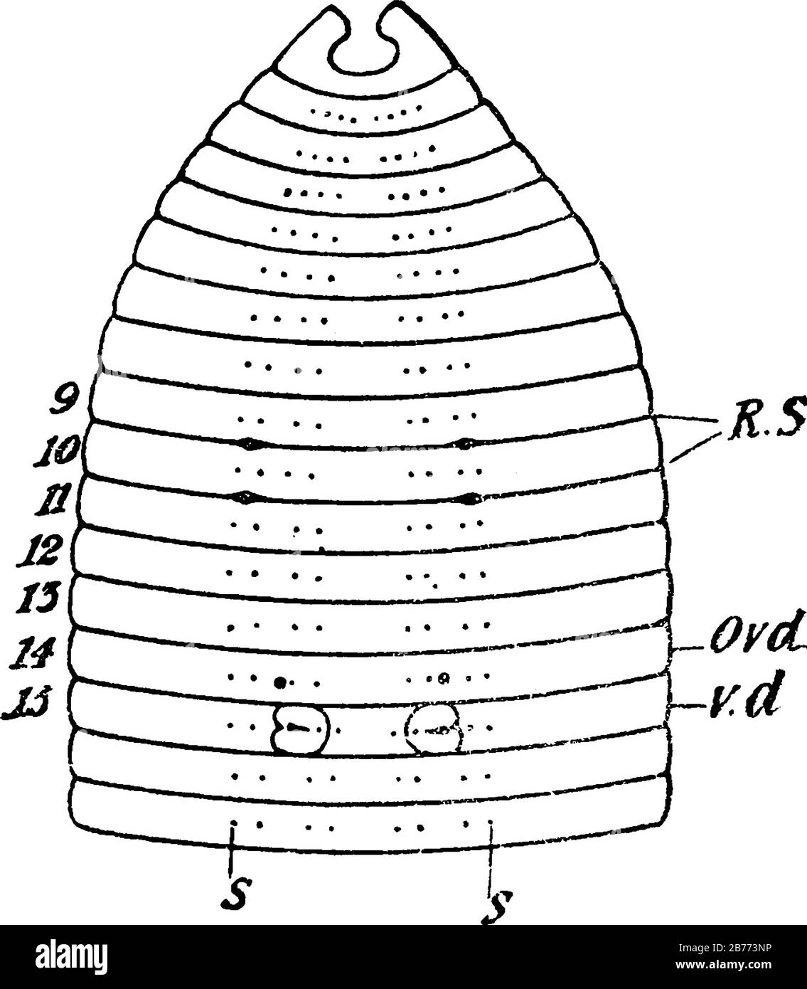 Les huit setae (s) sur chaque segment; RS, des taches entre 9-10, 10-11, indiquent les ouvertures de la recepacula seminis; Ovd, les ouvertures des oviduits; et autre, vi Illustration de Vecteur