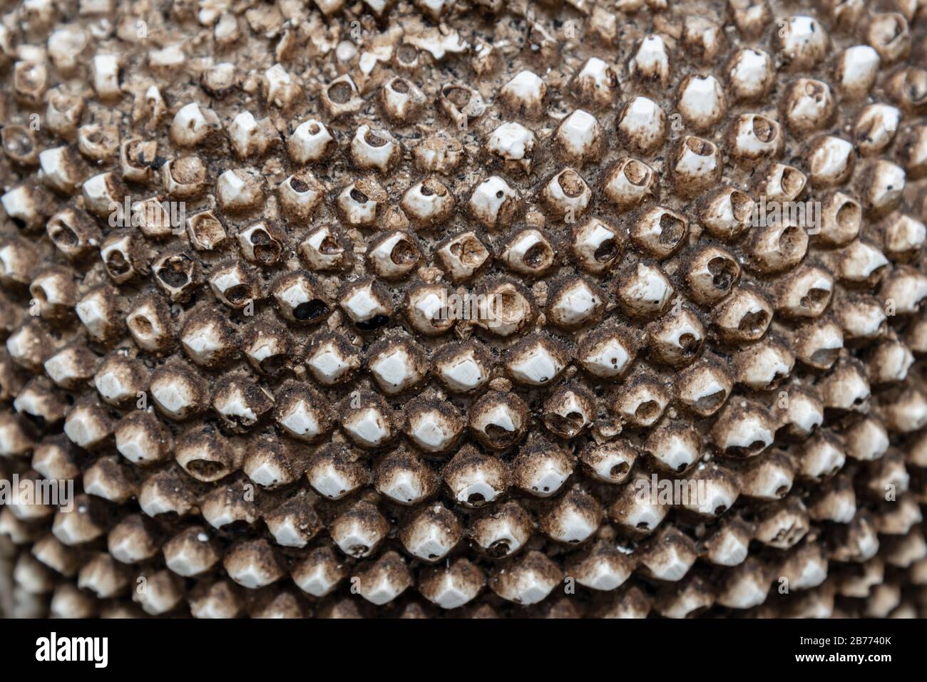 Texture d'une figurine en plâtre pour la conception graphique Banque D'Images