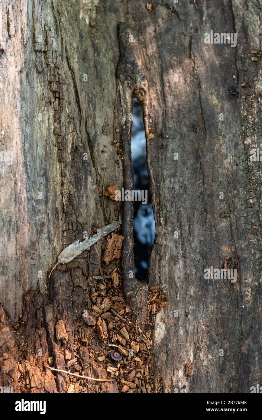 Texture en bois avec une faible profondeur de champ avec un trou et de l'eau qui l'auge Banque D'Images