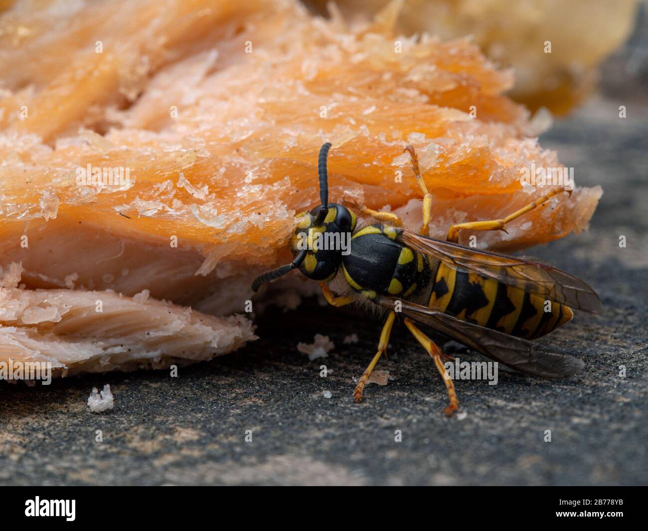 Guêpe allemande de yellowjade, Vespula germanica, se nourrissant de saumon rose (Oncorhynchus gorbuscha). Originaire d'Europe, d'Afrique du Nord et d'Asie tempérée, b Banque D'Images