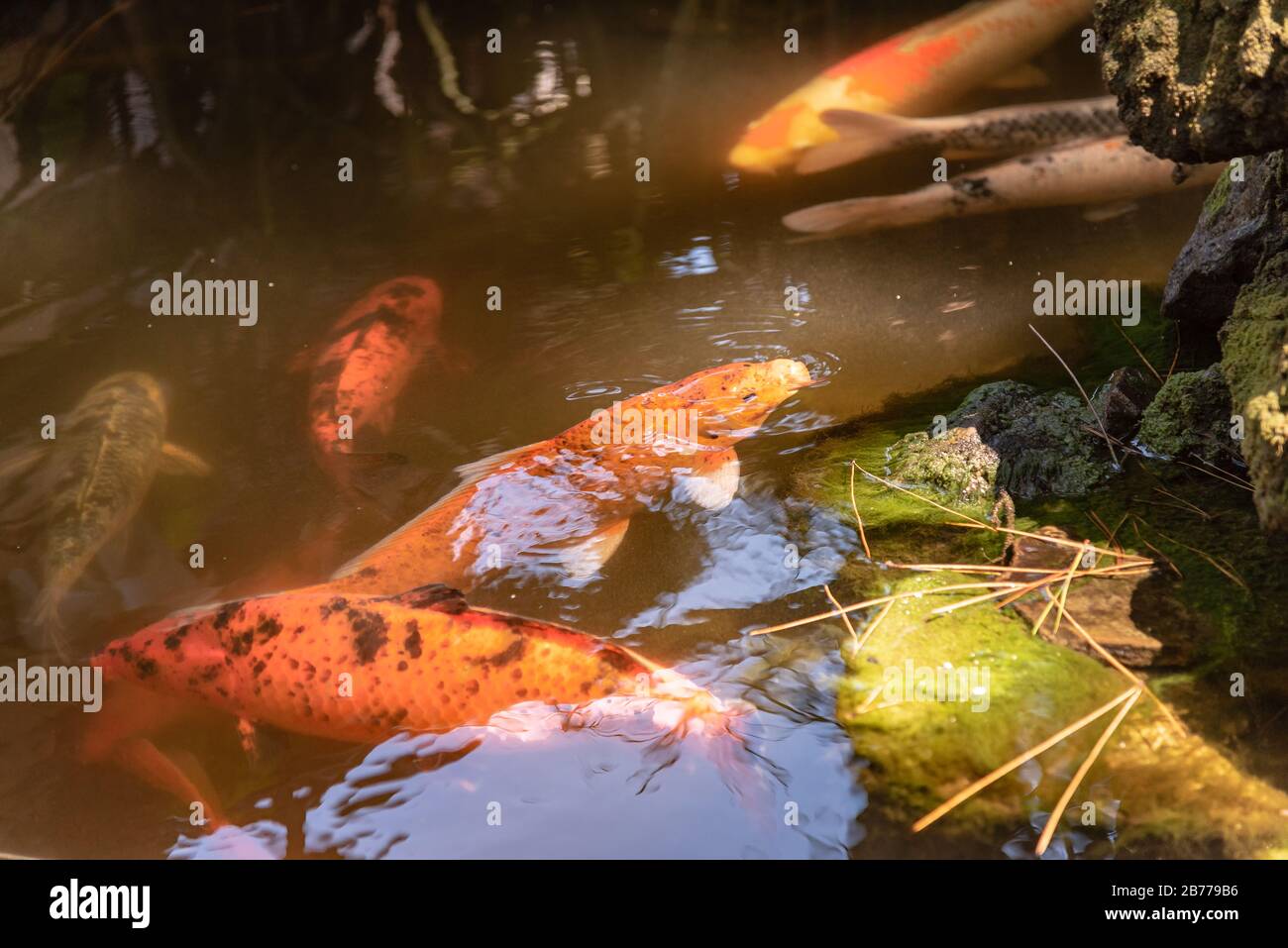 Koi de poissons dans un étang Banque D'Images