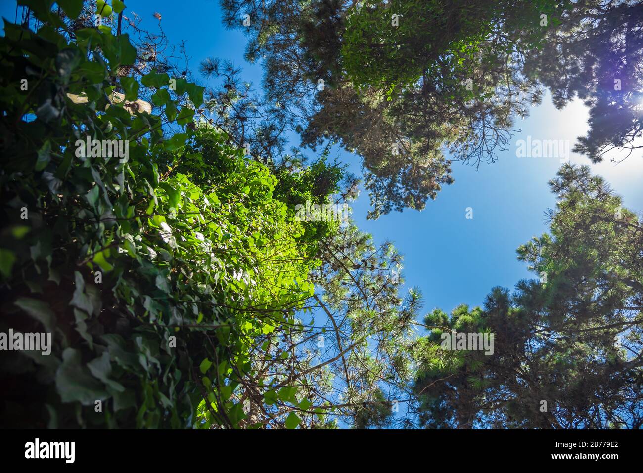 Un arbre du côté bas avec un ciel bleu Banque D'Images