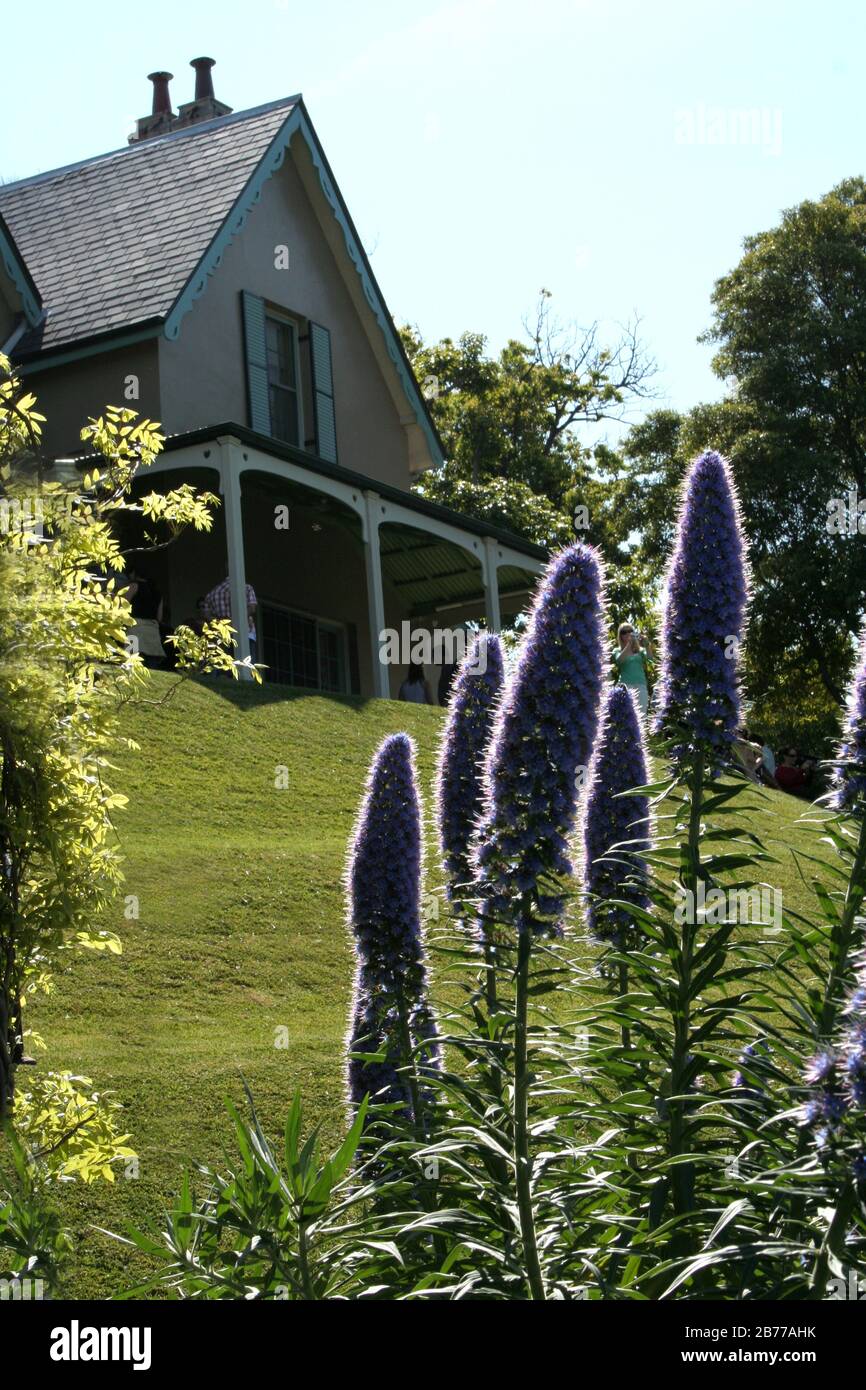 KIRRIBILLI HOUSE & JARDINS. RÉSIDENCE SECONDAIRE DU PREMIER MINISTRE D'AUSTRALIE, FLEURS D'ECHIUM AU PREMIER PLAN, KIRRIBILLI. SYDNEY. AUSTRALIE. Banque D'Images