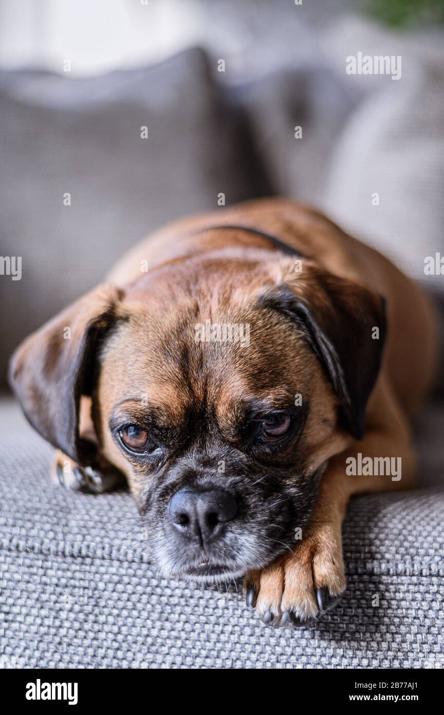 Gros plan vertical d'un chien caleçon grincheux reposant sur la table Photo  Stock - Alamy