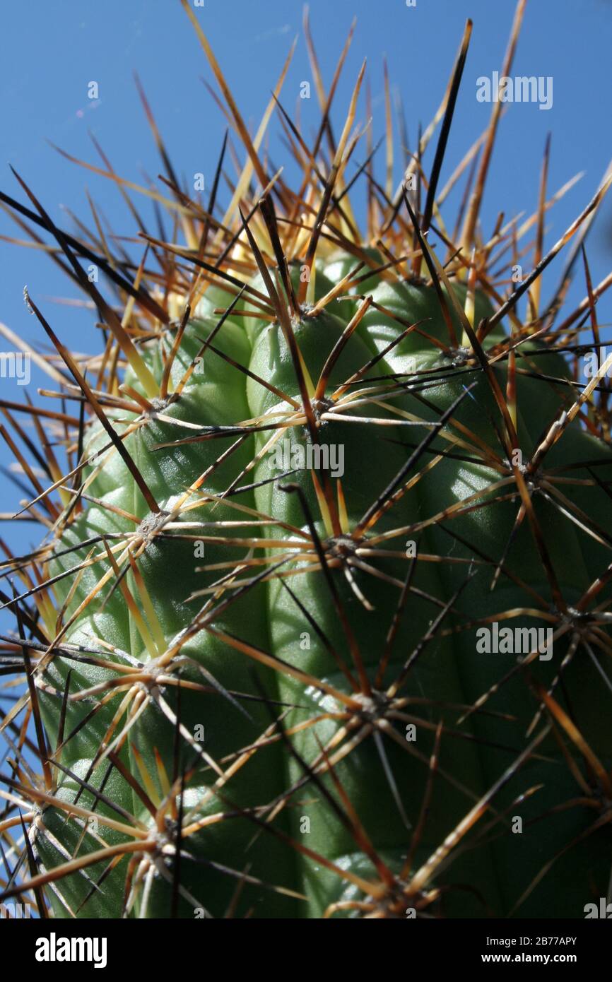 GROS PLAN DES ÉPINES AIGUISÉES D'UN CACTUS DU DÉSERT. AUSTRALIE. Banque D'Images