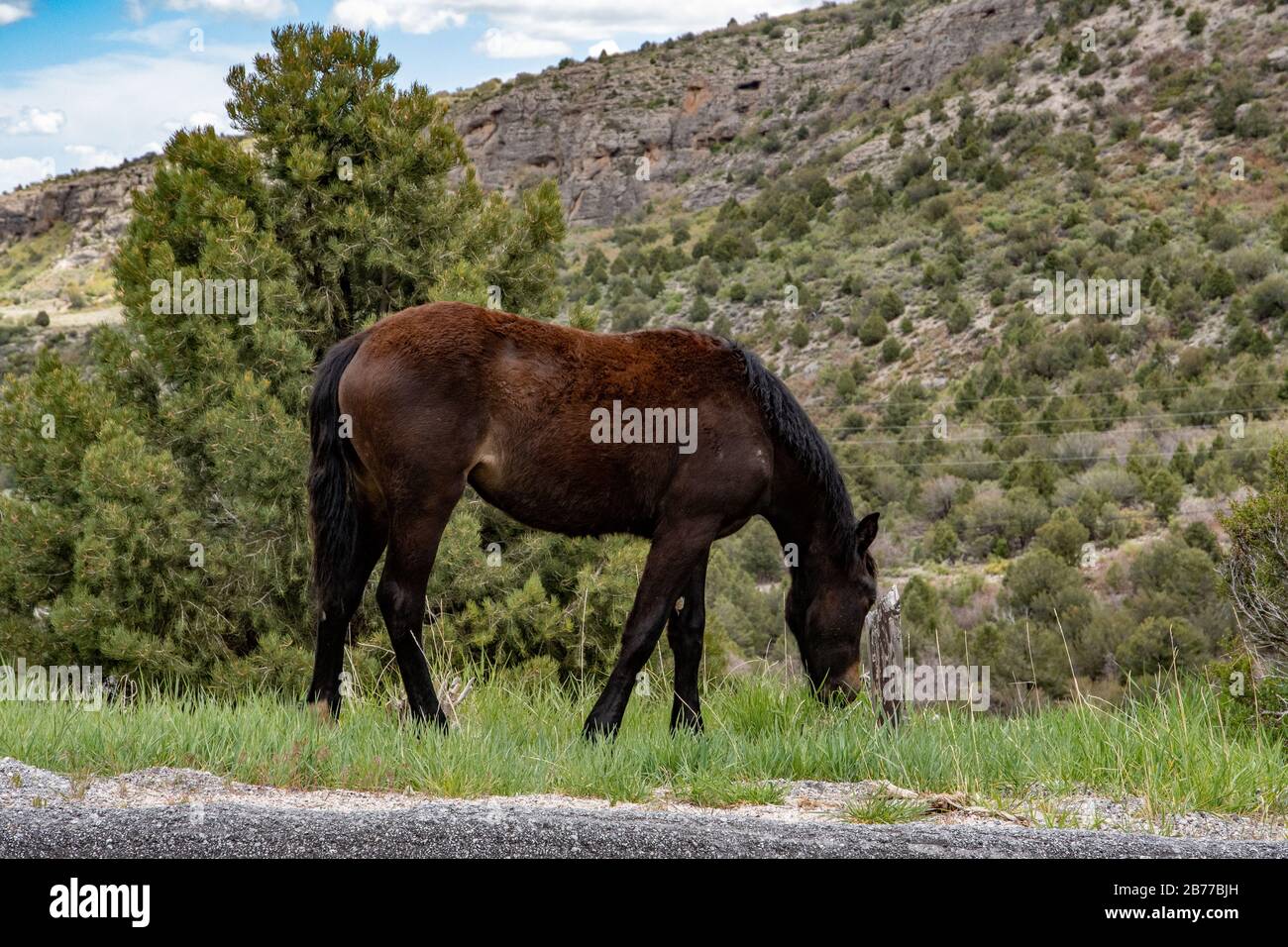 Chevaux sauvages près de MT Charleston dans le Nevada Etats-Unis Banque D'Images