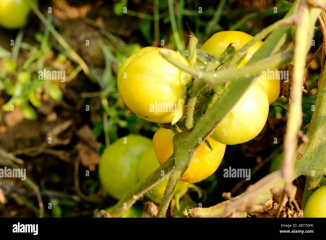Usine de tomate dans le jardin agricole Banque D'Images