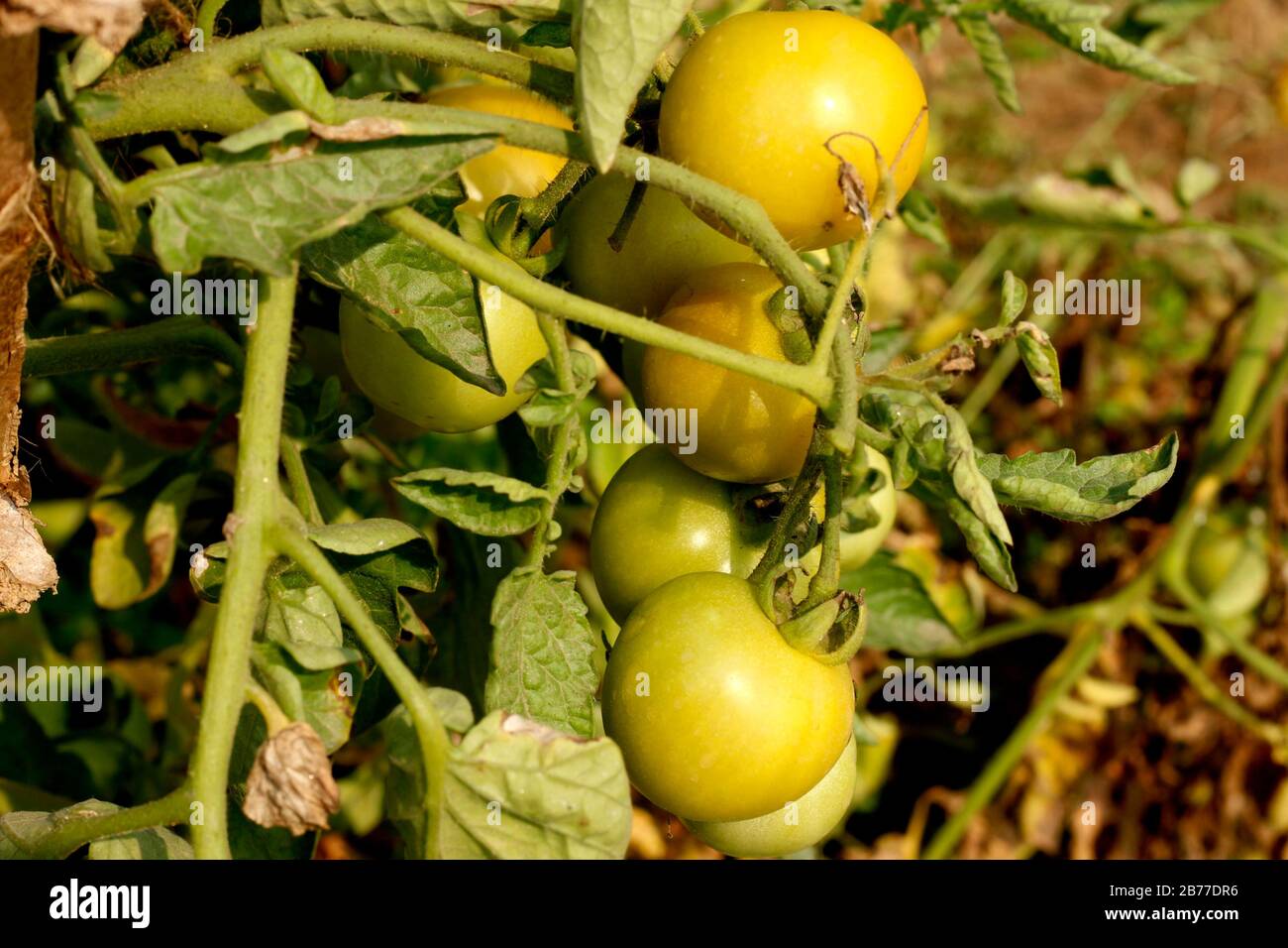 Fruit de tomate dans le jardin de l'Université agricole Banque D'Images