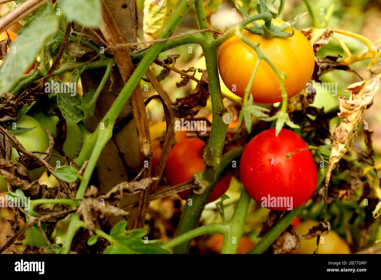 Usine de tomate dans le jardin universitaire Banque D'Images