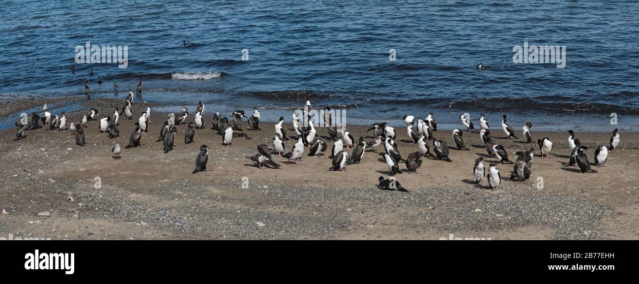 Le shags impérial, Leucocarbo atriceps sur la plage de Punta Arenas, au Chili Banque D'Images
