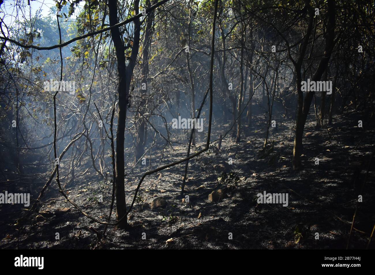 feu de forêt à kerala Banque D'Images