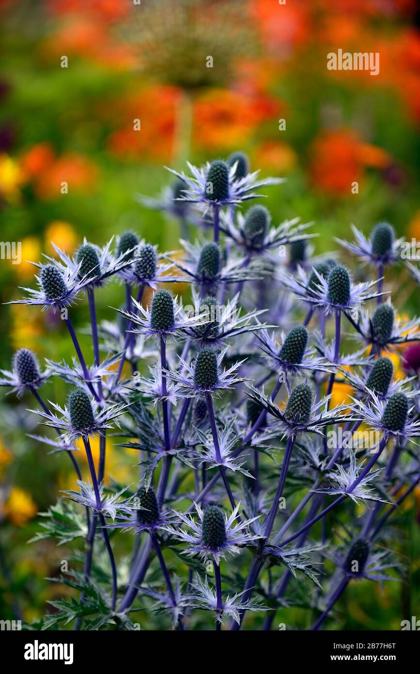 Eryngium X Zabelii Grand Bleu,Holly de mer,fleurs bleues,fleur bleue,Floraison,bordure,RM Floral Banque D'Images