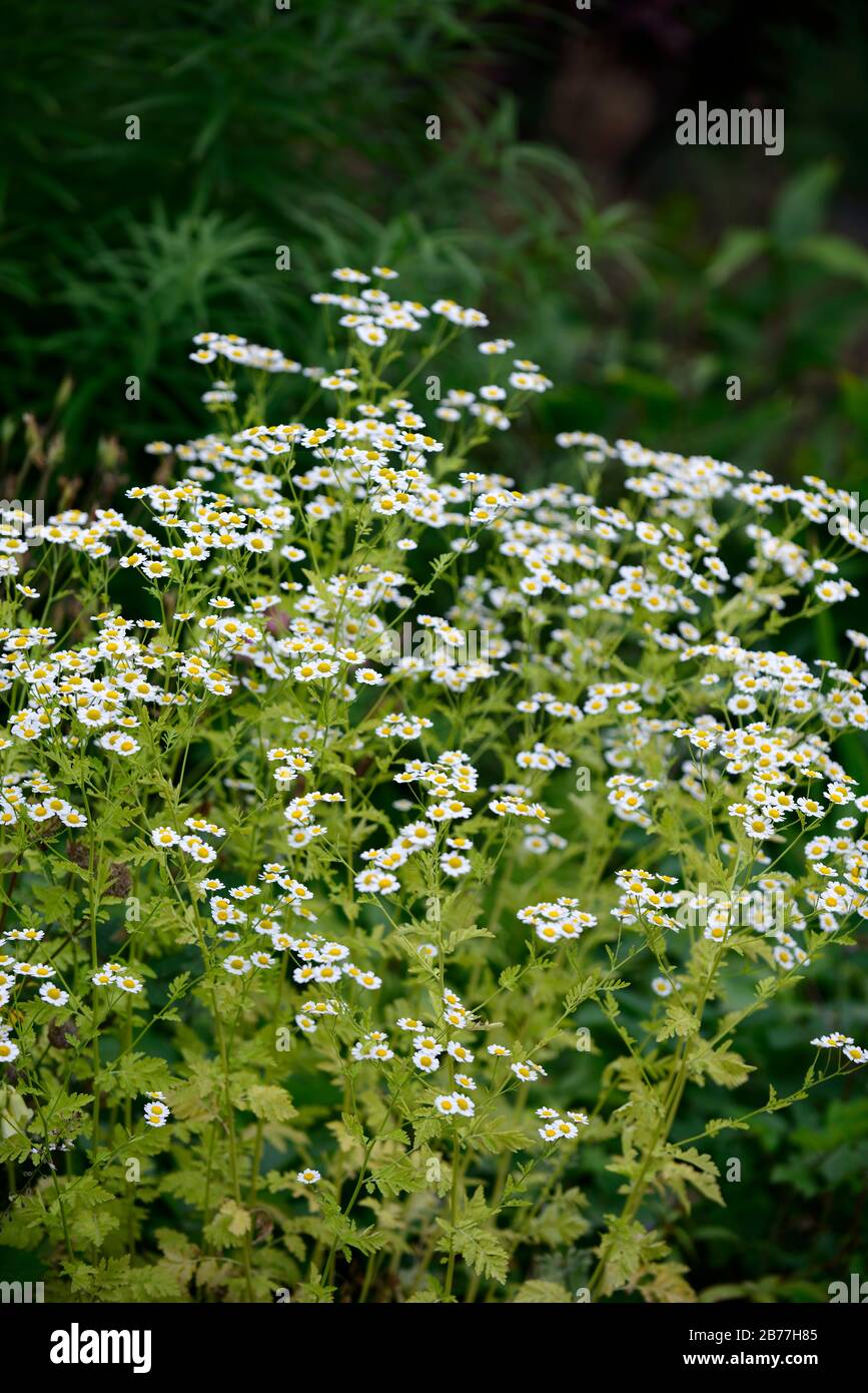 La grande camomille Tanacetum parthenium,,blanc,fleurs,fleurs,fleurs,plantes médicinales,jardins,jardin,plantes,Fleurs,RM annuel Banque D'Images