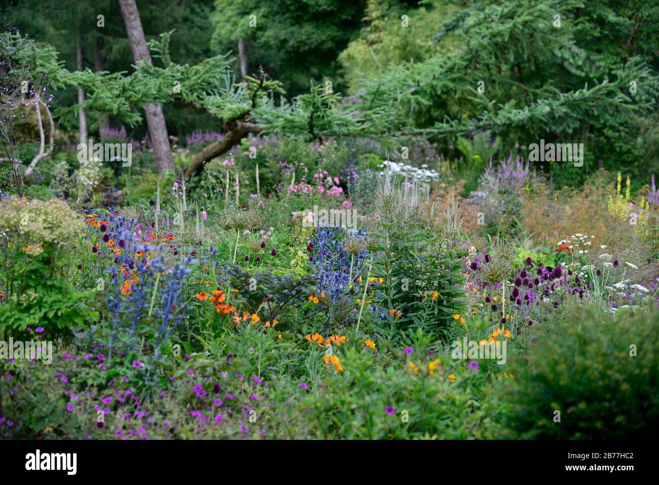 Eryngium X Zabelii Big Blue,Sea Holly,Blue flowers,Blue flower,border
