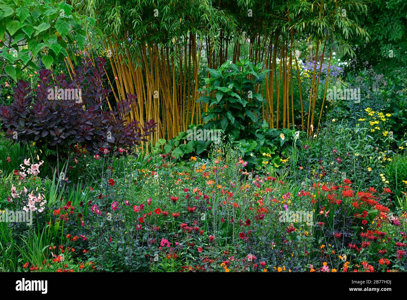 phyllostachys aureosulcata aureocaulis,bambou de tige jaune,bordure herbacée,mélange,mixte,plantation,vivaces,dahlias,helenium,persicaria,angelica,alstro Banque D'Images